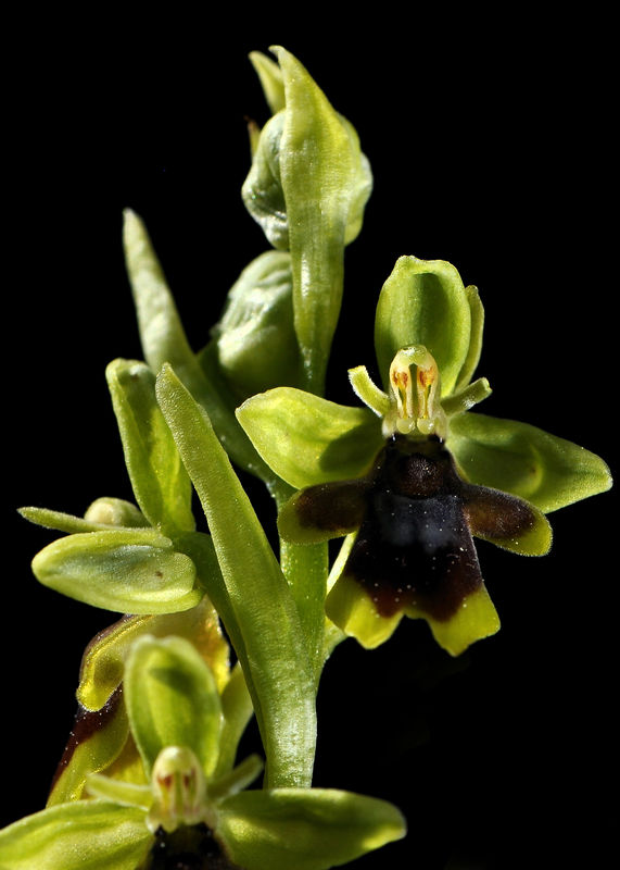 _DSC0482_Ophrys_aymoninii_3