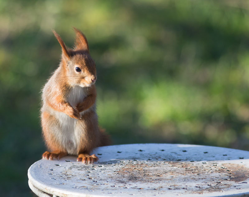 Écureuil : quelle mangeoire installer au jardin pour les écureuils