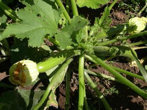 AOUT_09_CourgettesV