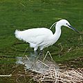 Aigrette