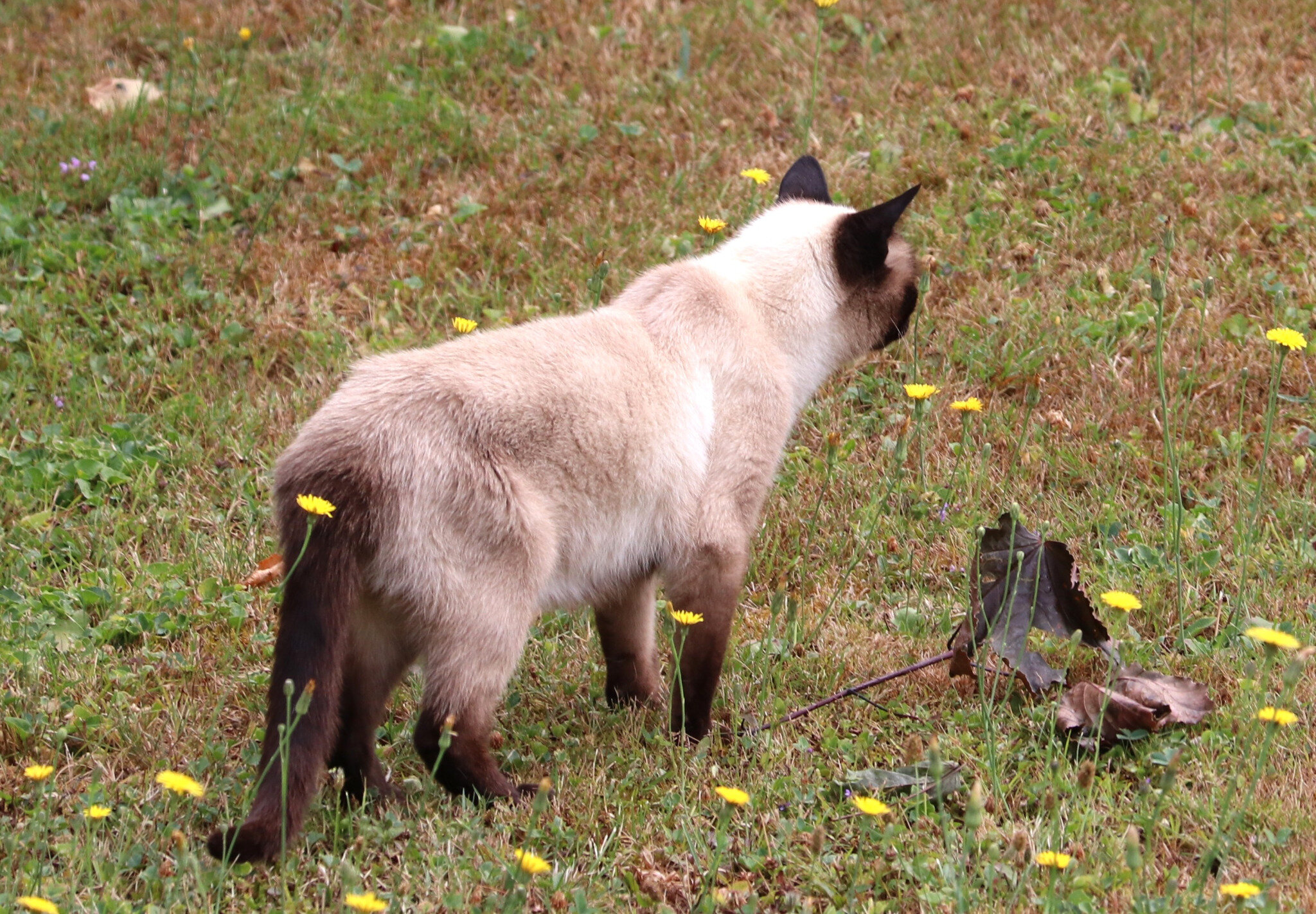 Chat Siamois A Tete Ronde La Faune Au Fil Des Randos