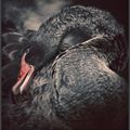 Cygne noir - zoo - katowice - pologne
