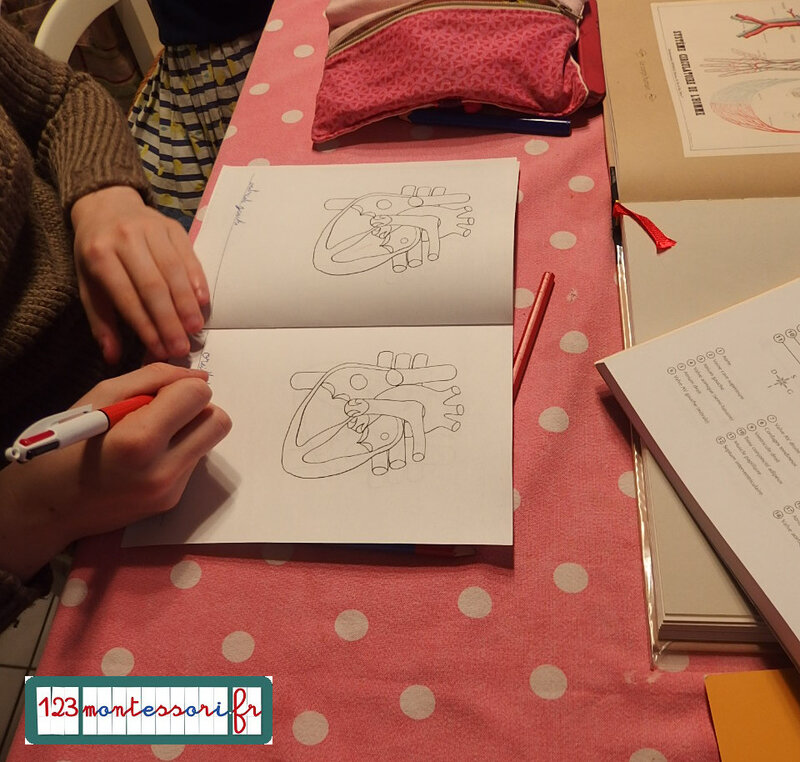 coeur blog 7