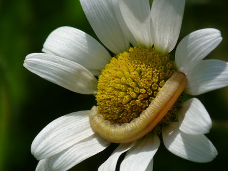 Chenille sur marguerite