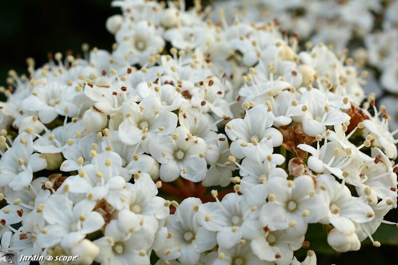 Fleurs de Laurier-Tin • Viburnum Tinus