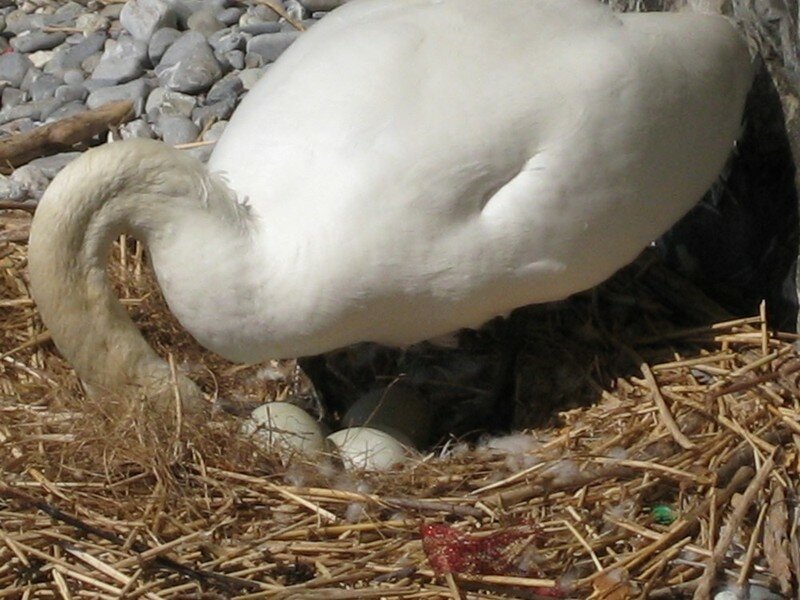Combien De Temps Un Cygne Couve Ses Oeufs La couvée VI - Megan ou le début d'une aventure