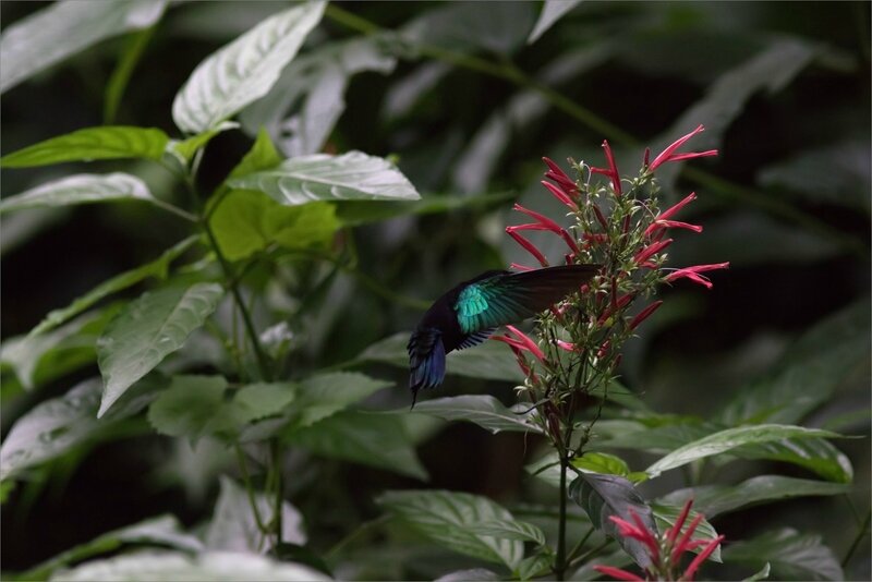 Martinique J8 7D canal Esclaves colibri 111217 10 oiseau Colibri
