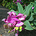 Le polygala myrtifolia apprécié pour sa longue floraison 
