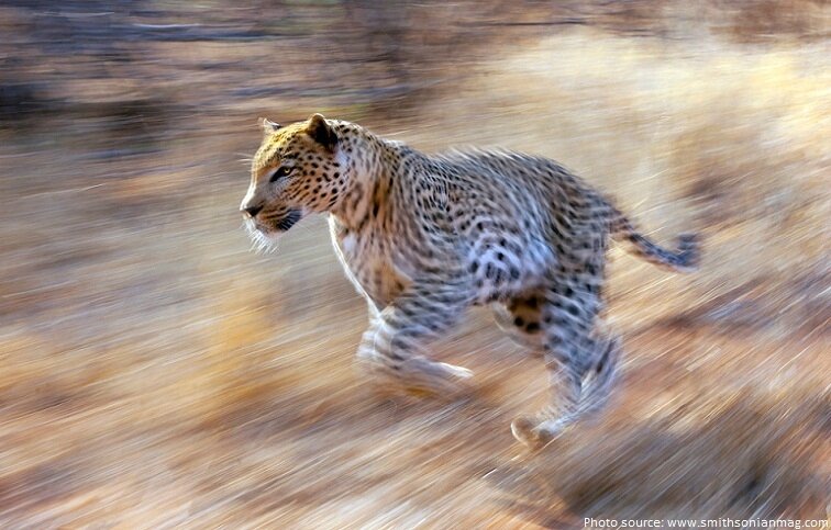 leopard-running