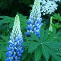 Les premiers Lupins