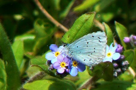 papillon_blue3