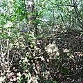 Cèpe d'été au pied des châtaigniers