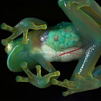 glass_frog