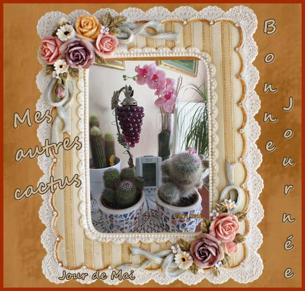 mes autres cactus novembre 2018