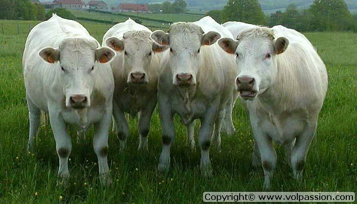  Quatre  vaches  Photo de Vaches  fran aises pour 
