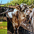 2020/02/09 DOS D'ANE (Ferme de Bellevue) Mr ICHABE