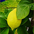 citronprintemps1
