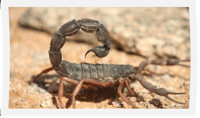 Scorpio
