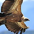 Vautour fauve, Gyps fulvus