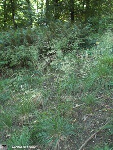 6512Jardin_graminees