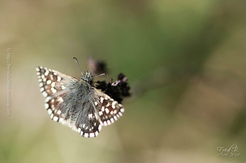 Pyrgus malvae