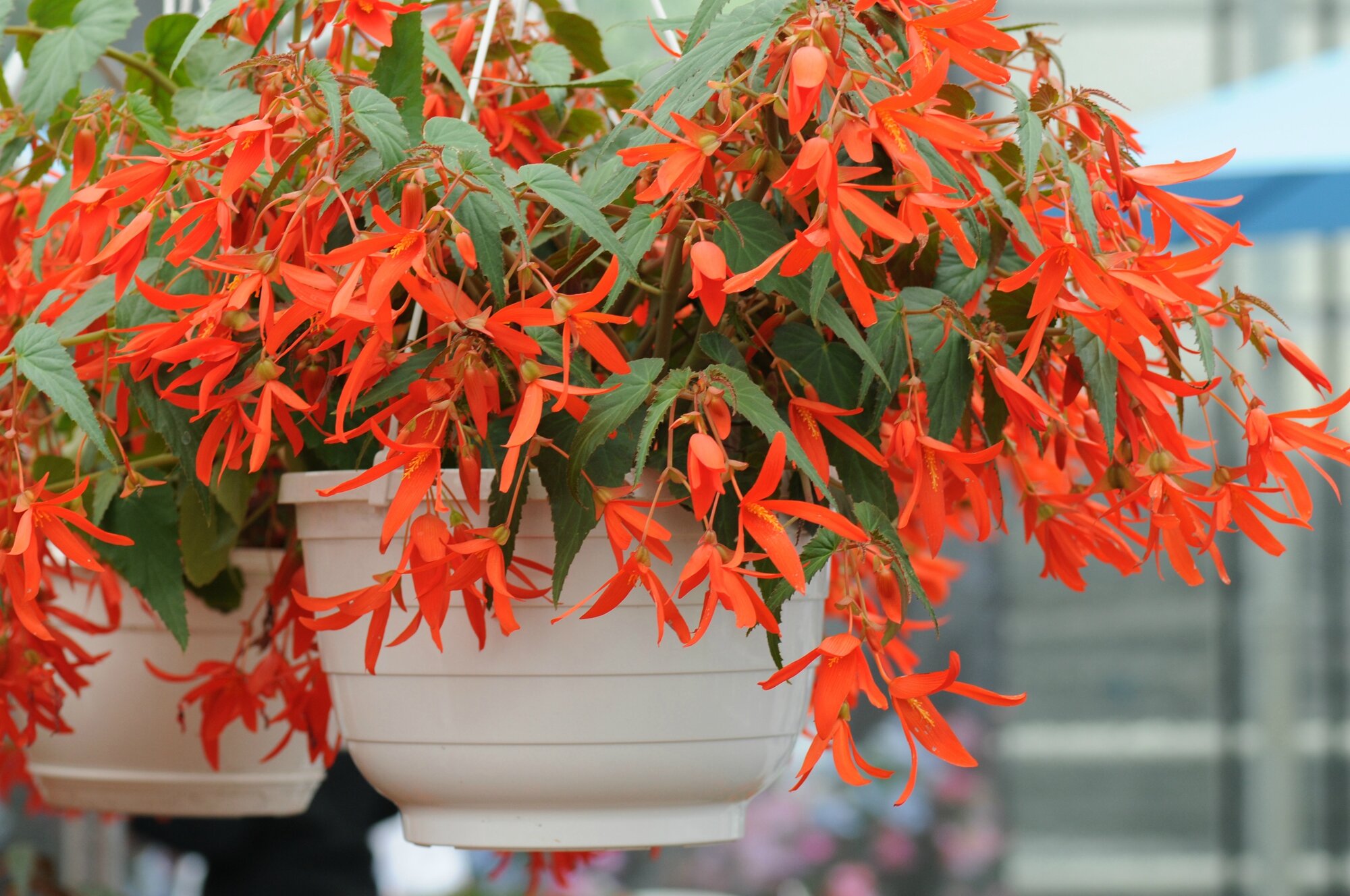 BEGONIA SANTA CRUZ Sunset Une Brindille au jardin