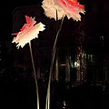 wb_Place de la Bourse_Fête des Lumières_20161209_9997