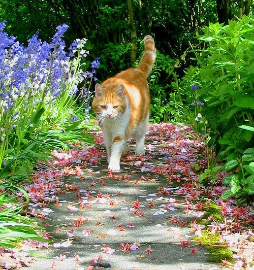 Les Déglingos Bol Mélamine Charlos le Chat 