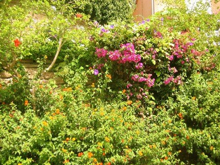 Bormes_fleurs_2