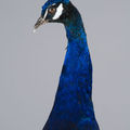 Peacock, pavo cristatus