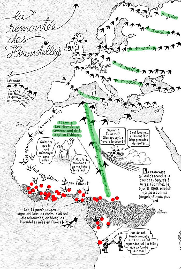 La Migration Des Oiseaux En Automne Et Au Printemps Le Jardinoscope Toute La Vie Animale De Nos Parcs Et Jardins