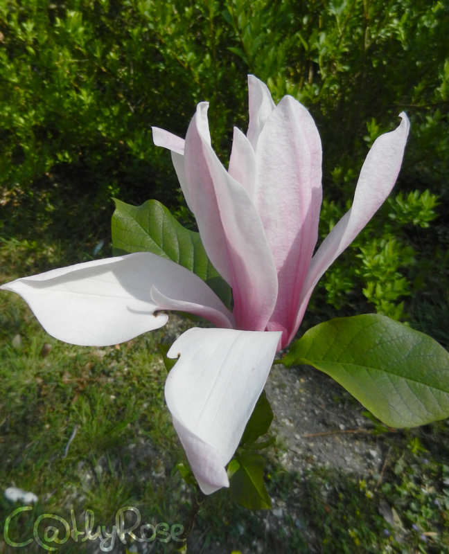 && magnolia (2)