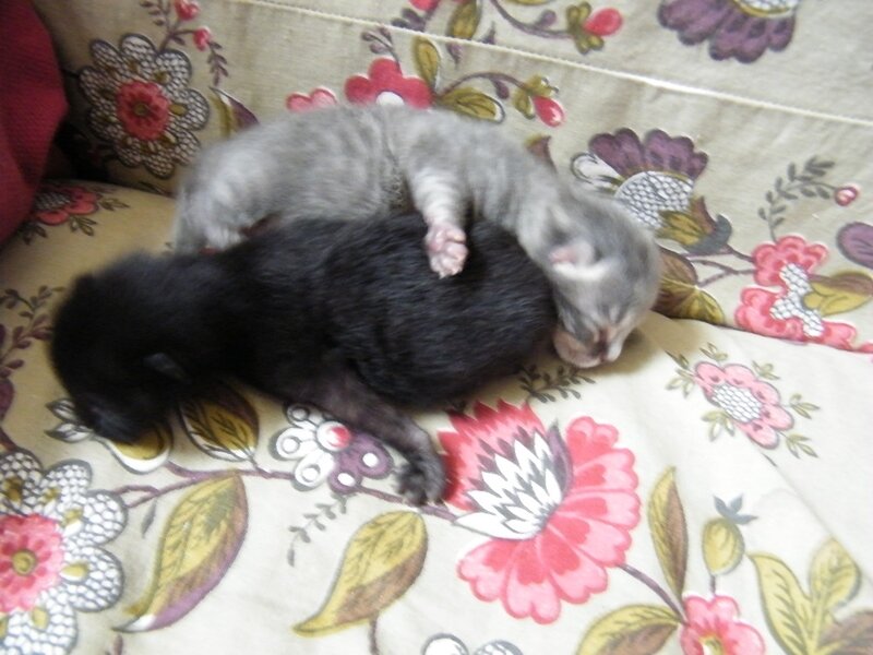 MIMINOIRETGRIS