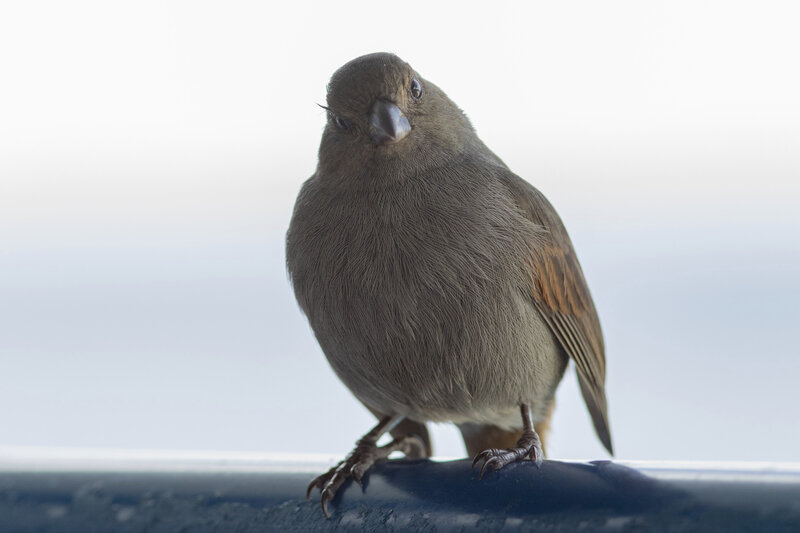 Martinique J1 75 oiseau sporophile GP