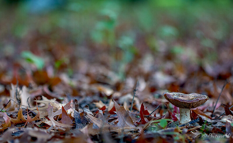 foret