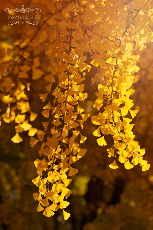 automne_5