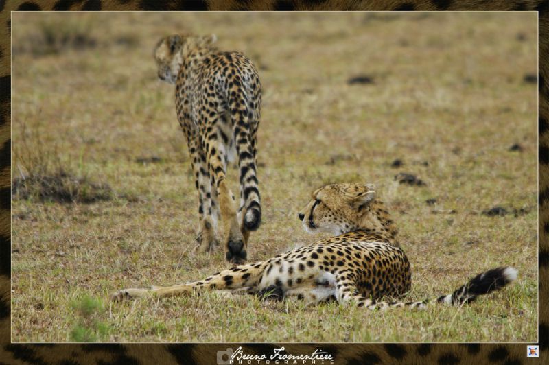 Guepard 3b