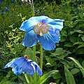 Les meconopsis ces pavots qui aiment l'ombre