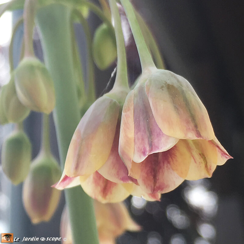 Allium-Nectaroscordum-siculum-3