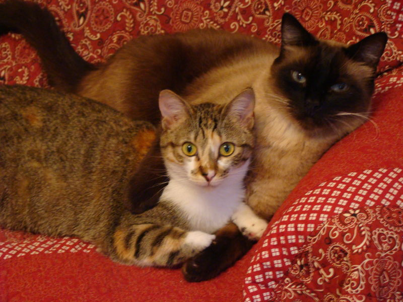 Chat Perche Et Pigeon Vole Grains De Sel