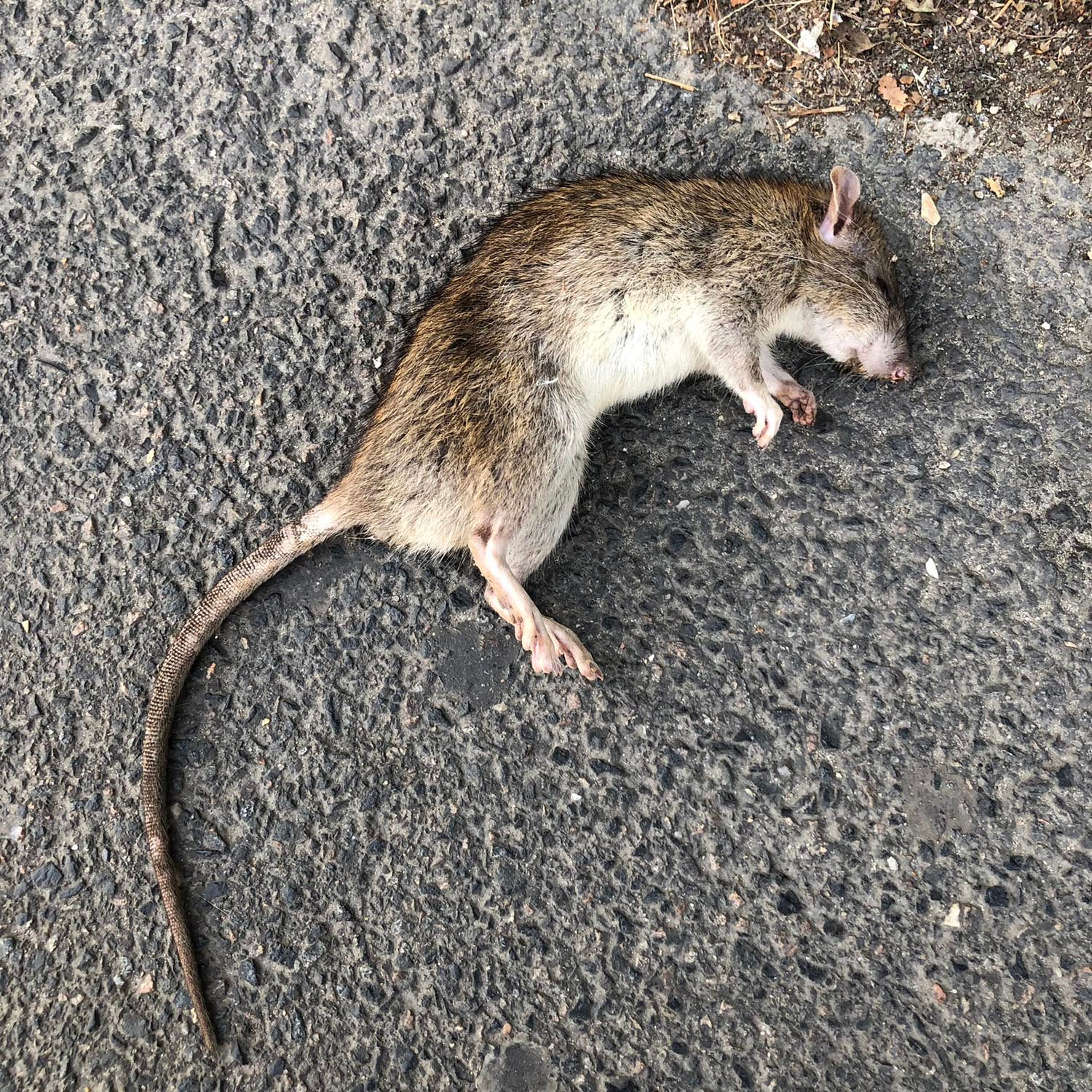 Comme un rat mort ?