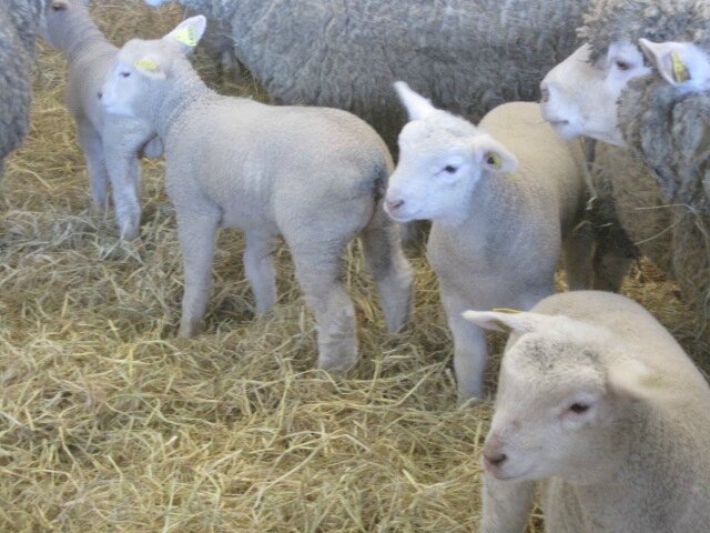 Ferme de Paris ©Kid Friendly