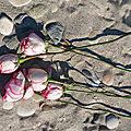 Des roses sur le sable... par carole menahem-lilin
