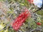 photo 14- zoom sur grevillea gillivrayi forme angustifolia