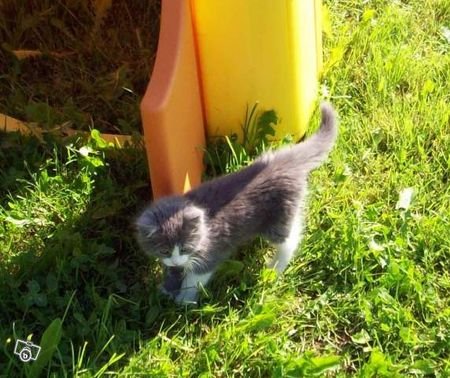 Le Nom De Mon Chaton Est Trouve Il S Appellera Cachou Chiffons Et Gourmandises De Cobaltines