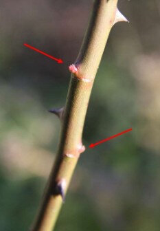 oeil de rosier