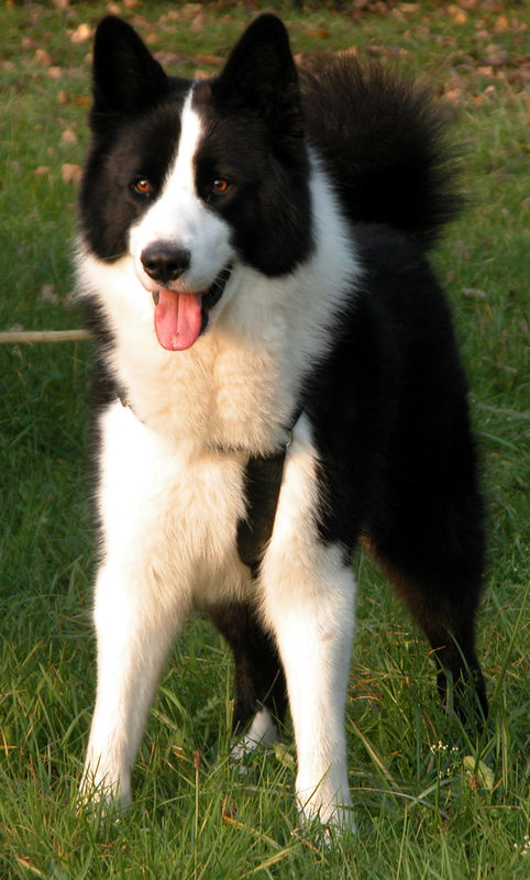 Bienvenue Le Chien Dours De Carélie Karjalankarhukoira