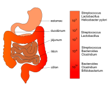 mycose intestinale mycose intestinale