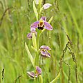 ophrys apifera
