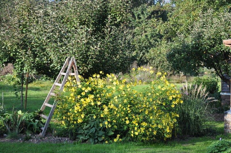 Bassin - Calli'canthus, le jardin